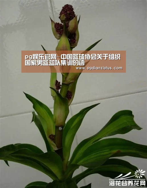 pg娱乐官网-中国篮球协会关于组织国家男篮蓝队集训的函(图2) pg电子官网