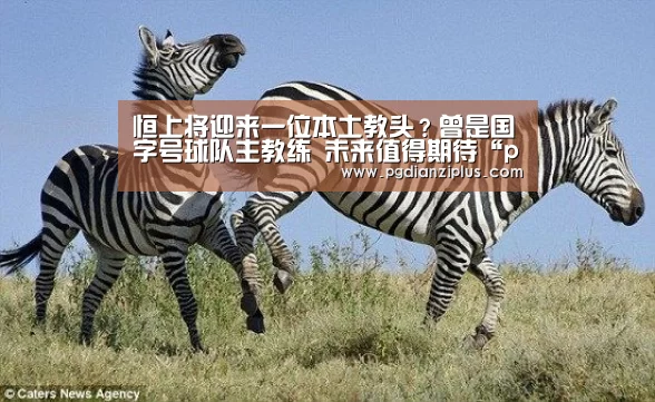 恒上将迎来一位本土教头?曾是国字号球队主教练 未来值得期待“pg电子官网”(图3)
恒上将迎来一位本土教头?曾是国字号球队主教练 未来值得期待“pg电子官网”(图3)