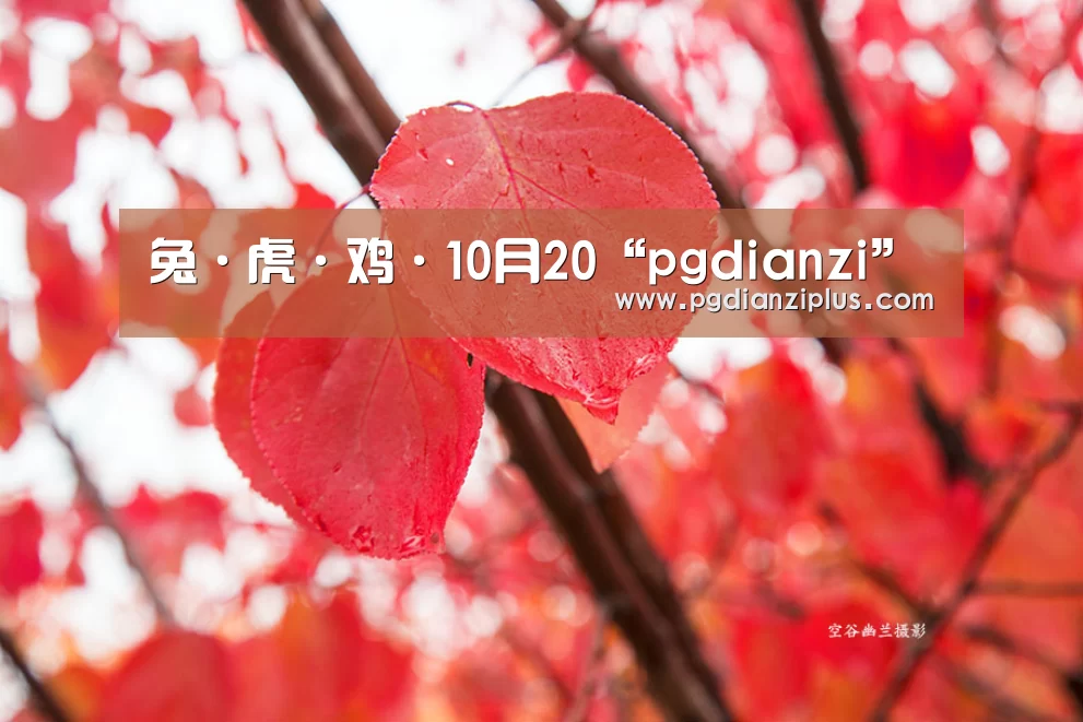 兔·虎·鸡·10月20“pgdianzi”(图1)
兔·虎·鸡·10月20“pgdianzi”(图1)